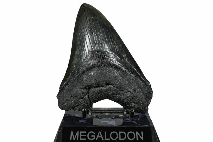 Fossil Megalodon Tooth - South Carolina #360783